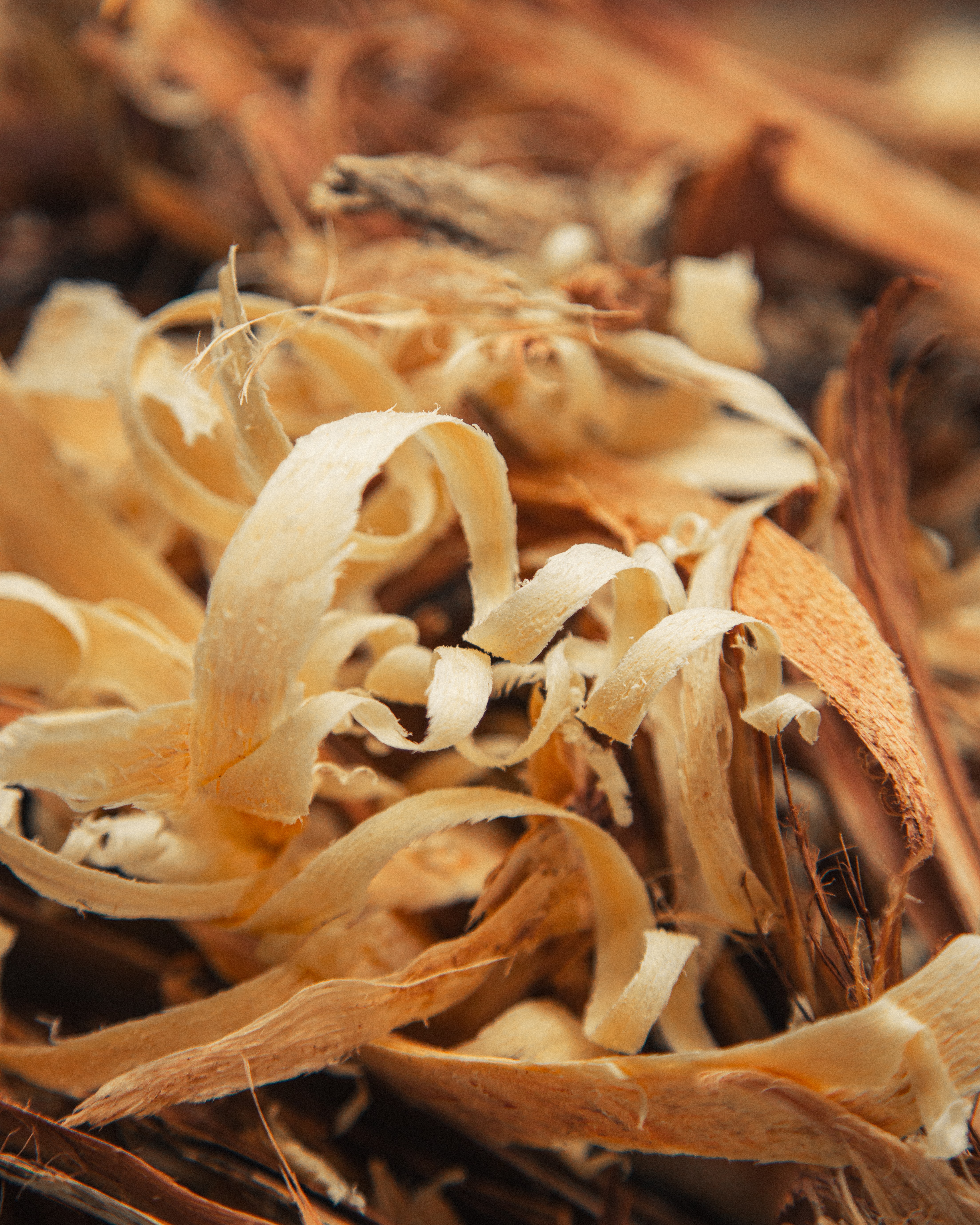 Curls of wood shavings
